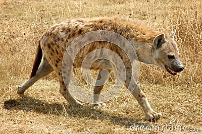 Hungry Hyena Stock Photography  Image 8718862