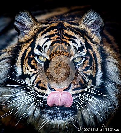 Hungry tiger