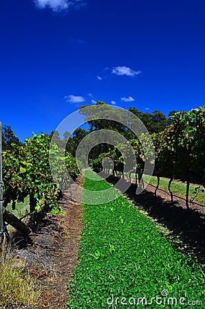 Hunter Valley Vineyard