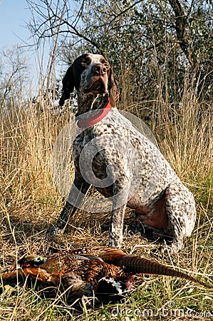 A hunting dog