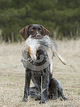 Hunting Dog with a Rabbit