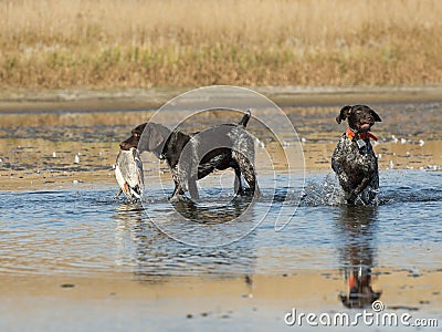 Hunting Dog with a Duck