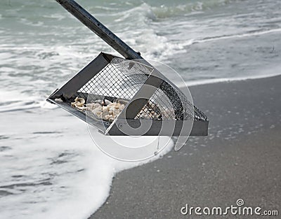 Hunting for shark teeth on Venice beach Florida