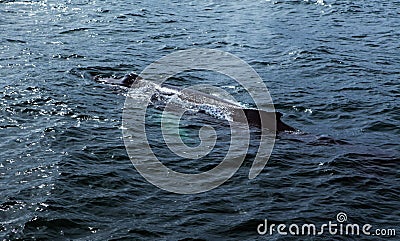 Husavik Whales