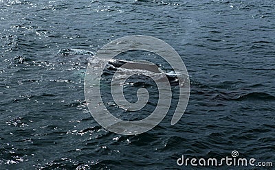 Husavik Whales