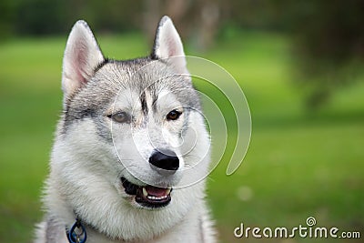 Husky dog face