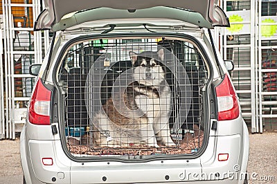 Husky dog inside car