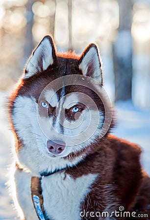 Husky dog portrait