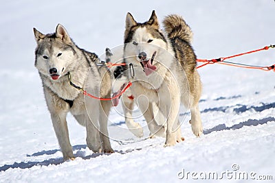 A husky sled dog team at work