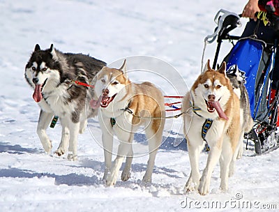 A husky sled dog team at work