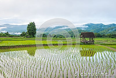 Hut in rice farm field