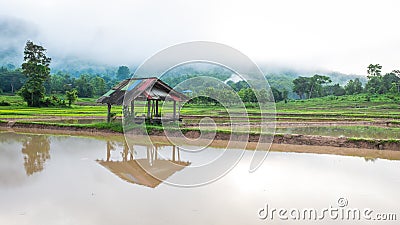Hut in rice farm field
