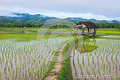 Hut in rice farm field