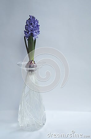 Hyacinth Blue Flower Bulb and roots in glass vase
