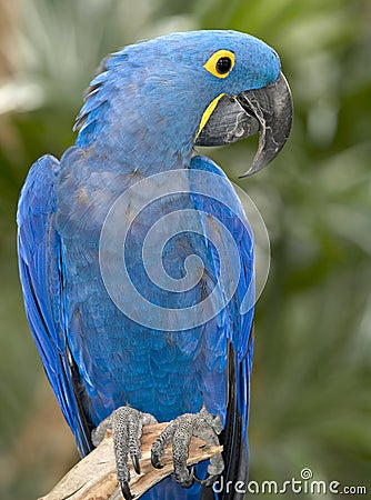 Hyacinth macaw blue bird parrot brazil pantanal 1