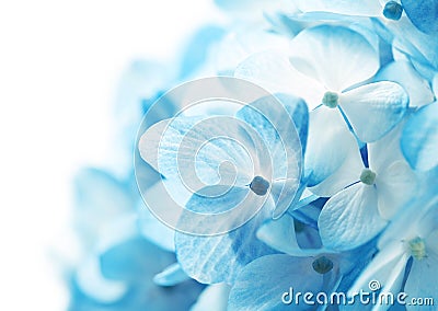 Hydrangea Flowers Background