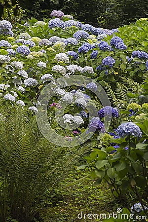 Hydrangea in the garden