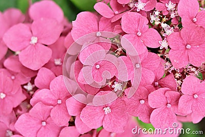Hydrangea pink flower