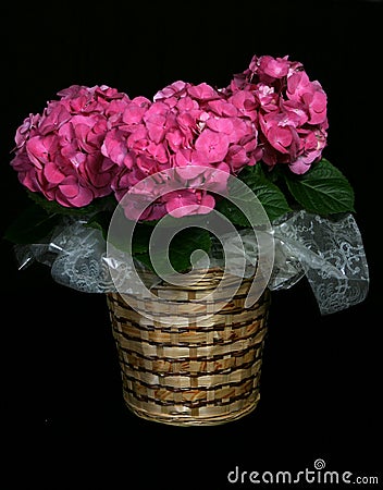 Hydrangeas in a Basket