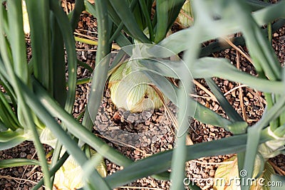 Large onions growing hydroponically in pea gravel in a greenhouse.