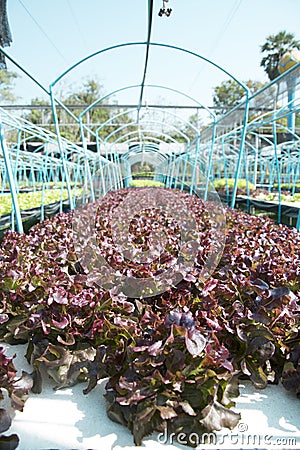 Hydroponics vegetable farm