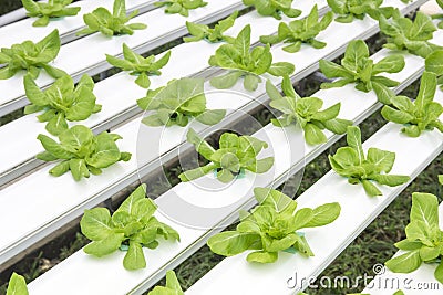 Hydroponics vegetable farm