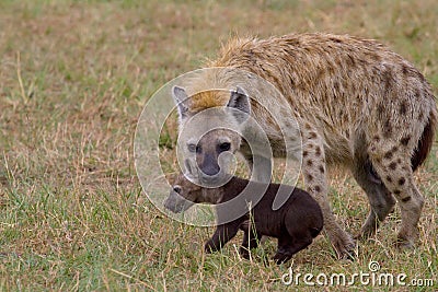 Hyena carrying hyena cub