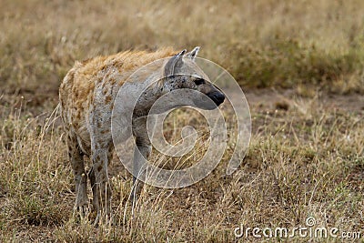 Hyena in wildlife