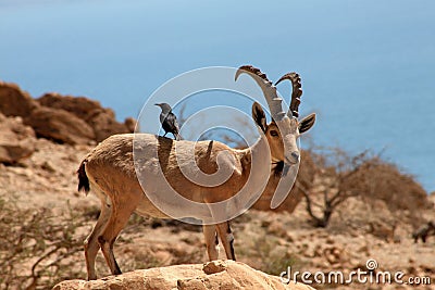 Ibex and bird ein gedi israel
