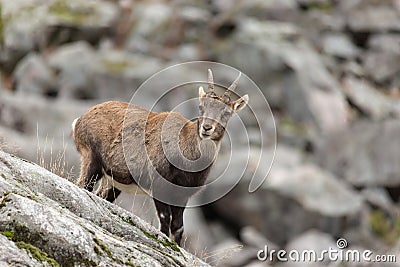 Ibex on a rock face