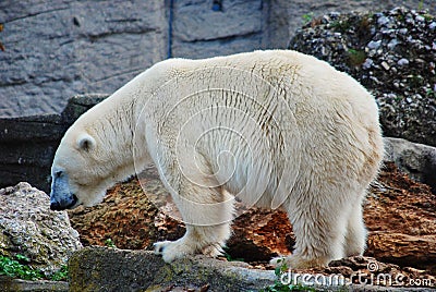 Ice bear