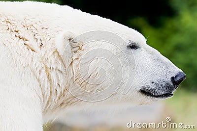 Ice bear closeup