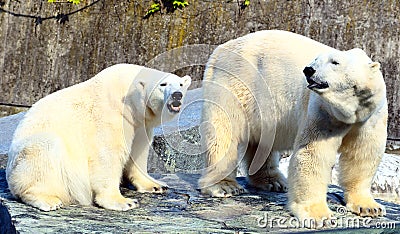 Ice Bears