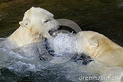 Ice- or Polar- Bear