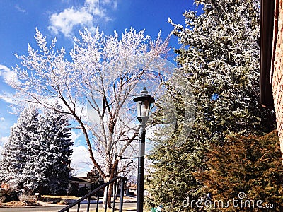 Ice trimmed tree in March