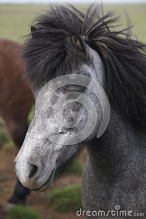 Iceland. Black and white icelandic horse head.