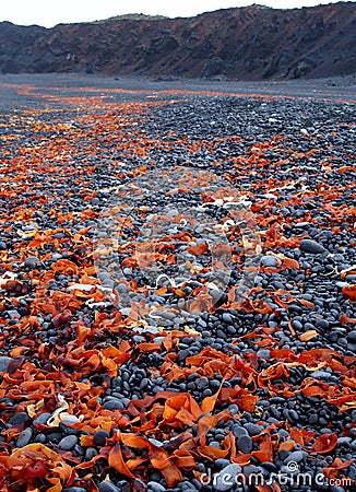 Icelandic black beach with lava rocks