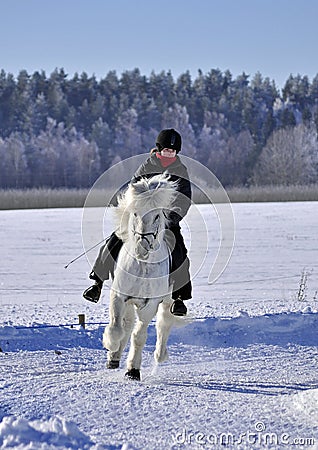 Icelandic horse competition