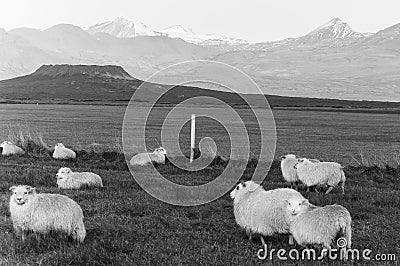 Icelandic Sheep in black & white