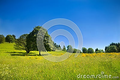 Idyllic rural scenery with green meadow and deep blue sky
