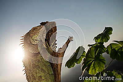 Iguana crawling on a piece of wood and posing