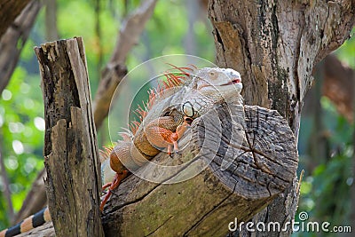 Iguana reptile sitting