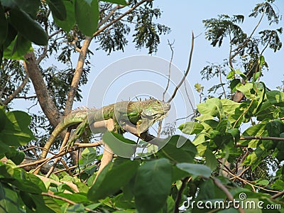 Iguana reptiles exotic tropics Asia Thailand Siam