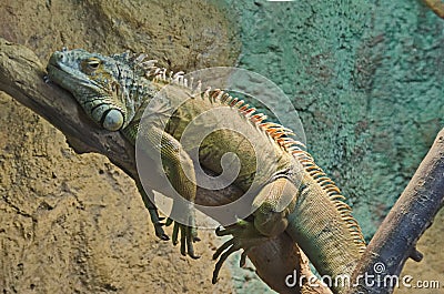 Iguana resting on tree trunk