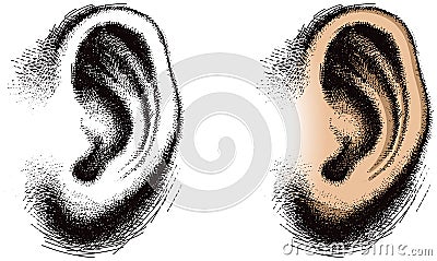 Illustrated Human Ear