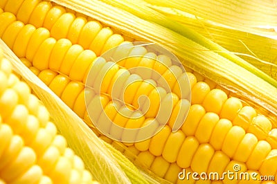 Image of Corn ears