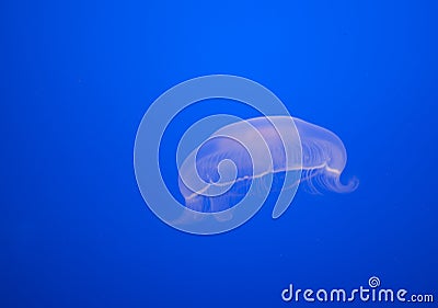 Image of one beautiful moon jelly fish