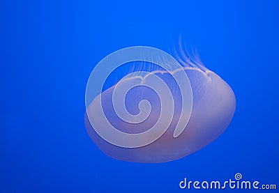 Image of one beautiful moon jelly fish