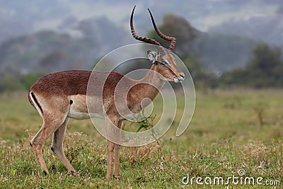 Impala Antelope Ram