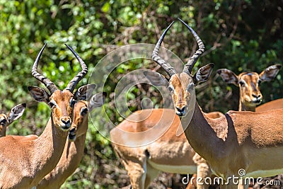 Impala Buck Males Females Wildlife